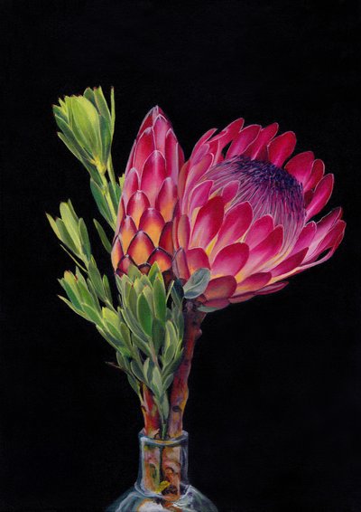 Lebendige Protea-Blüte von Viccy Wanliss