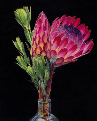 Lebendige Protea-Blumen von Viccy Wanliss
