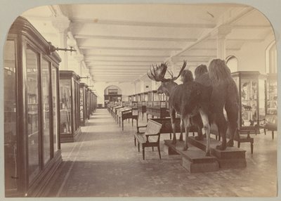 Pl. II. Untere Etage: Säugetiere von Victor Prevost, Gaston L. Feuardent and Co., New York