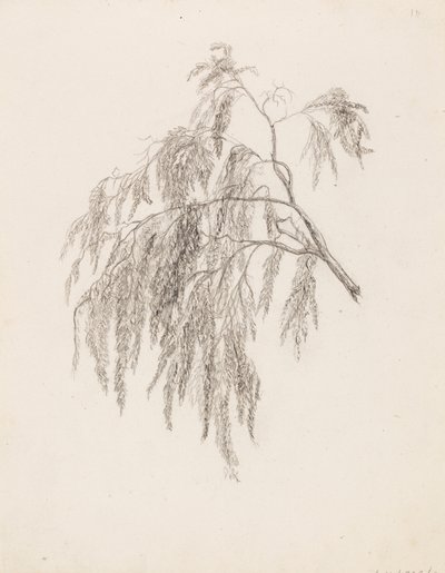 Zweig von Victoria Åberg