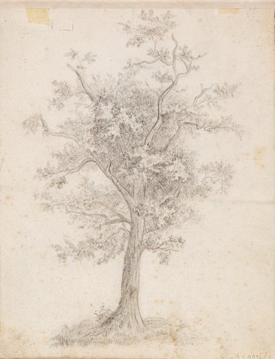 Breitblättriger Baum von Victoria Åberg