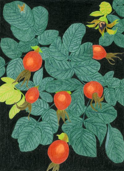 Botanische Hagebutten von Viktoriia Saunina