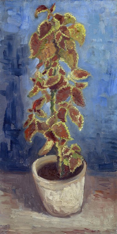 Flammen-Brennnessel in einem Blumentopf von Vincent van Gogh