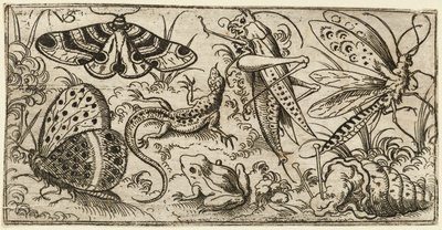 Gruppe von Insekten und Tieren auf einem einfachen Boden mit Gras, 1530 - 1562 von Virgil Solis