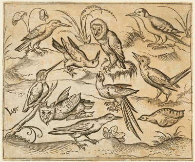 Zehn Vögel, die auf Zweigen und Grasbüscheln sitzen, darunter zwei Eulen und ein Vogel, 1557 von Virgil Solis