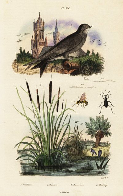 Alpensegler, Rohrkolben, Käfer und Wespe, 1834-1839 (Gravur) von Vittore Pedretti