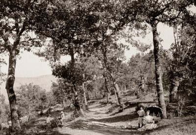 Spaziergang durch den Wald von Vittorio Alinari