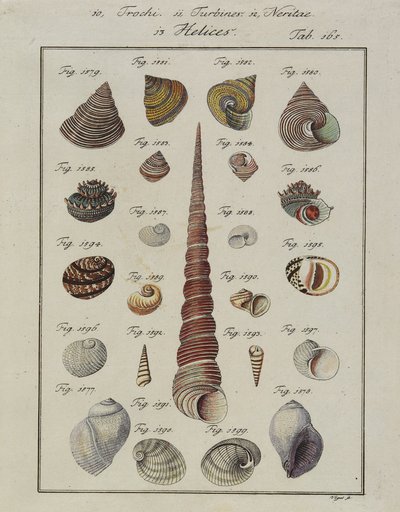 Muscheln: Trochi, Turbines, Neritae Helices, aus Neues systematisches Conchylien-Cabinet, 1784 von Vogel