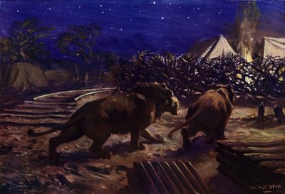 Löwen, die nachts außerhalb eines Arbeiterlagers während des Baus der ugandischen Eisenbahn umherstreifen von W.R.S. (after) Stott