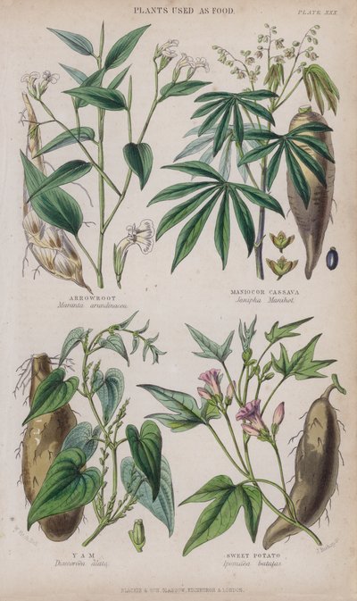 Pfeilwurz; Maniok oder Kassava; Yams; Süßkartoffel von W. Fitch