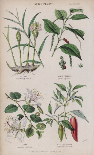 Ingwer; Schwarzer Pfeffer; Kapern; Cayennepfeffer von W. Fitch