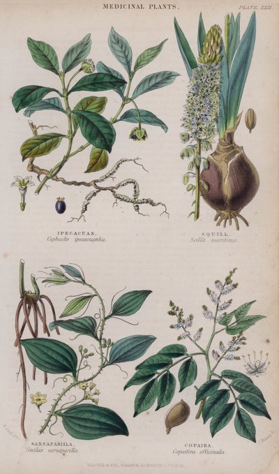 Ipecacuan; Meerzwiebel; Sarsaparilla; Copaiba (Farbstich) von W. Fitch