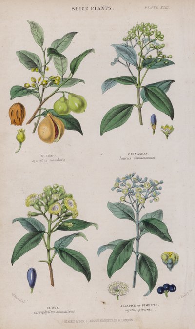 Muskatnuss; Zimt; Nelke; Piment (farbiger Stich) von W. Fitch