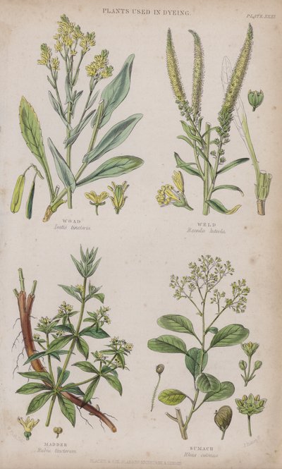 Waid; Färberwaid; Krapp; Sumach (farbiger Stich) von W. Fitch