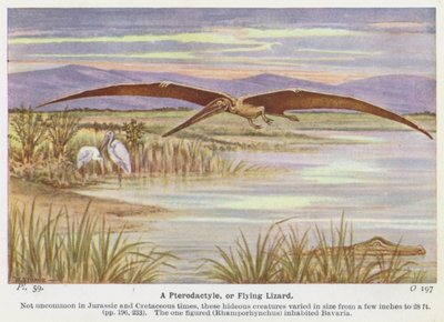 Ein Pterodaktylus oder Flugechse (Farblithographie) von W. J. Stokoe