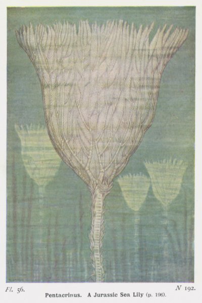 Pentacrinus, Eine Jurazeit-Seelilie von W. J. Stokoe