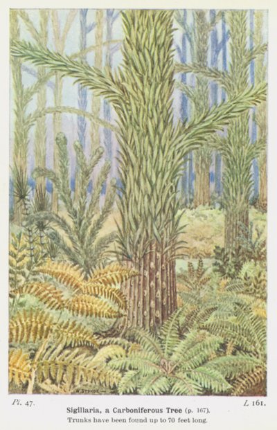 Sigillaria, Ein Karbonzeit-Baum von W. J. Stokoe