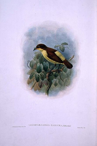 Loboparadisea serica, Wasserbilled Vogel des Paradieses (Farblithographie) von W. and Keulemans J.G. Hart