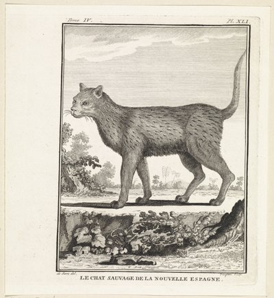Wilde Katze von W. Tringham