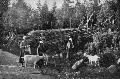 Ziegenzucht in Dalarna, Schweden, 1908-1909 von Wald Zachrisson