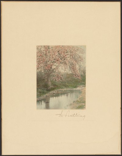 Blühender Baum von Wallace Nutting