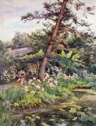 Hortensien im Teegarten in Nichi Otani, Kyoto von Walter Frederick Roofe Tyndale