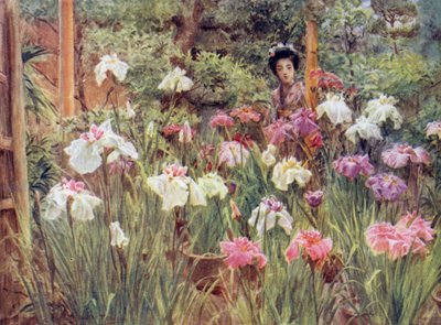 Iris-Exemplare von Walter Frederick Roofe Tyndale