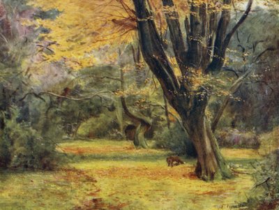 Der New Forest: Ahornbäume, nahe Queen