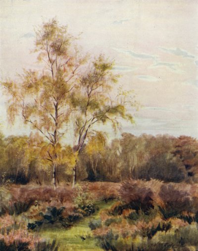 Der New Forest: Rushpole Common, in der Nähe der Rennbahn von Lyndhurst von Walter Frederick Roofe Tyndale
