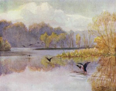 Der New Forest: Der Teich bei Minstead Mill von Walter Frederick Roofe Tyndale