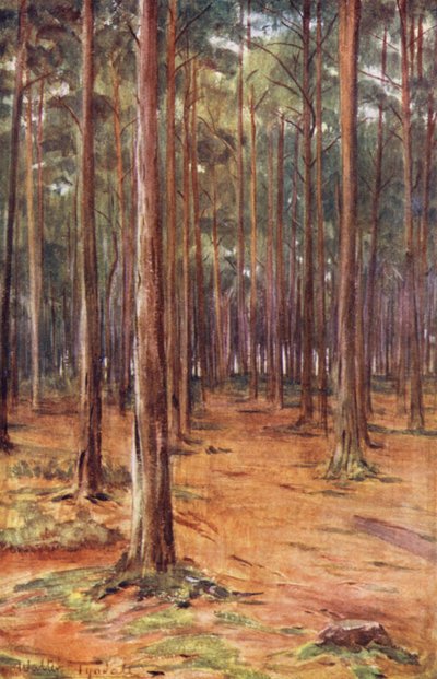 Wessex: Kiefernwälder bei Bournemouth von Walter Frederick Roofe Tyndale