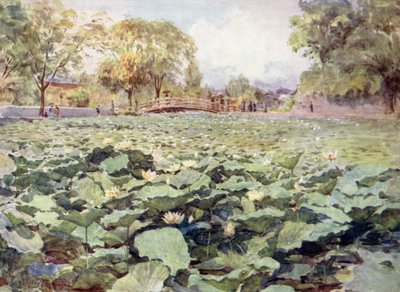 Weiße Lotusblumen, der Burggraben, Kofu von Walter Frederick Roofe Tyndale