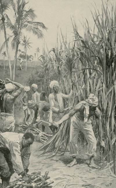 Trinidad-Kulis bei der Arbeit auf einem Zuckerrohrfeld von Walter Stanley Paget