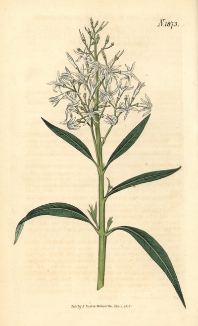Blaue Amsonie - Amsonia tabernaemontana var. salicifolia (Weidenblättrige Amsonie, Amsonia salicifolia). Handkolorierter botanischer Stich von Weddell aus John Sims