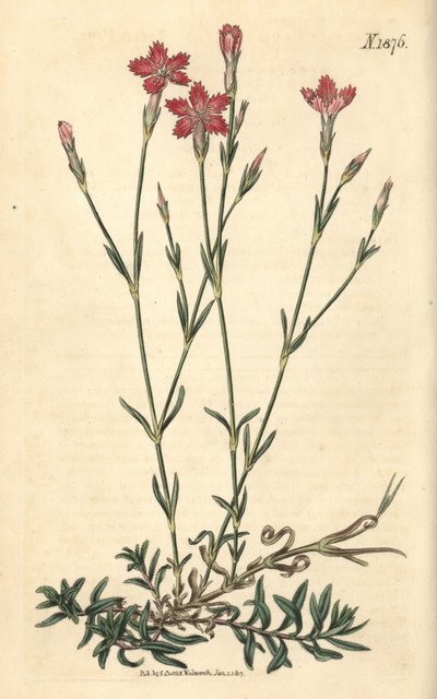 Feldnelke - Feldpink, Dianthus campestris. Handkolorierter botanischer Stich von Weddell aus John Sims