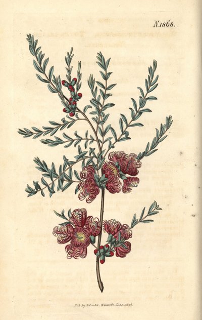 Melaleuch mit Thymianblatt - Melaleuca thymifolia von Weddell Weddell