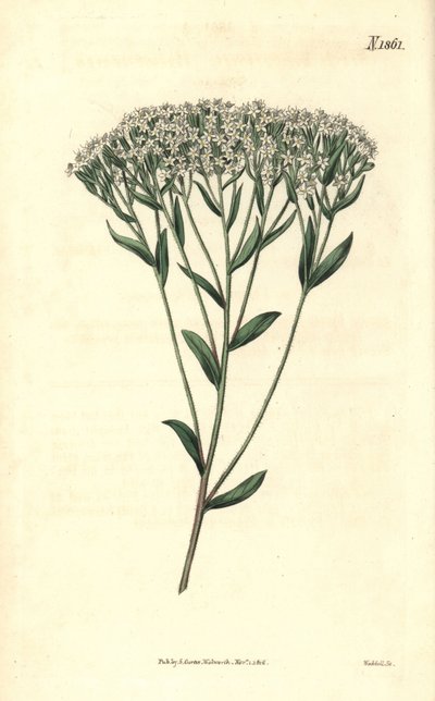 Stevia - Stevia eupatoria von Weddell Weddell