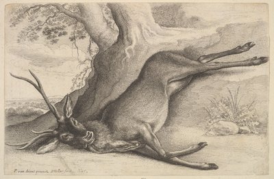 Toter Hirsch, 1646 von Wenceslaus Hollar