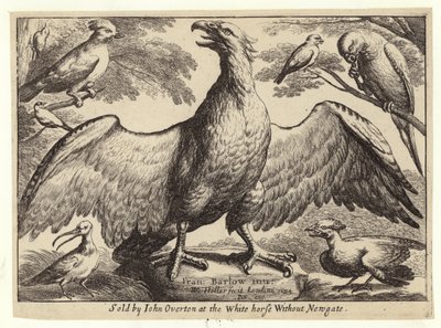 Adler und andere Vögel von Wenceslaus Hollar