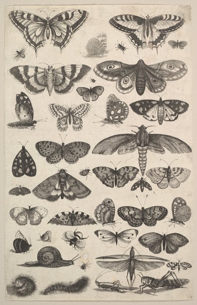 Einundvierzig Insekten, darunter Motten und Schmetterlinge von Wenceslaus Hollar
