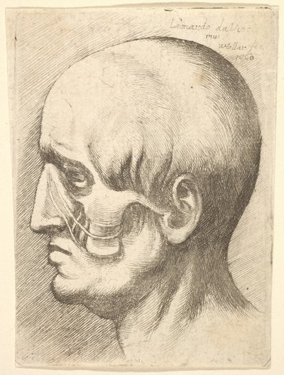 Männlicher Kopf im Profil nach links mit freigelegten Muskeln, 1660 von Wenceslaus Hollar