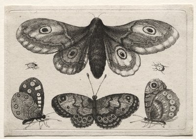 Verschiedene Figuren und Formen von Fliegen, Käfern und Würmern: Eine Motte, drei Schmetterlinge und zwei Käfer von Wenceslaus Hollar