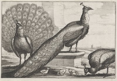 Pfauen (Verschiedene Vogelarten) von Wenceslaus Hollar