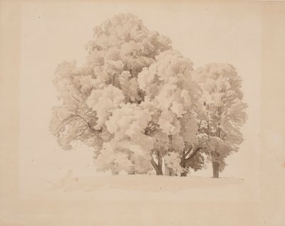 Gruppe von Laubbäumen von Werner Holmberg