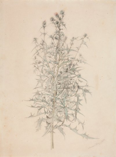 Distel von Werner Holmberg