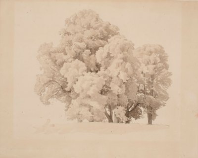 Gruppe von Laubbäumen von Werner Holmberg