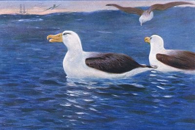 Albatros, Illustration aus Wildlife of the World, ca. 1910 von Wilhelm Kuhnert