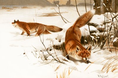 Gewöhnlicher Fuchs von Wilhelm Kuhnert