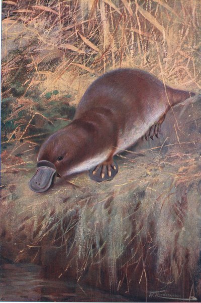 Schnabeltier, Illustration aus Wildlife of the World, ca. 1910 von Wilhelm Kuhnert