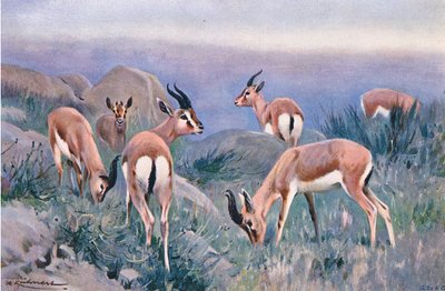 Gazelle, aus Die Tierwelt der Welt, veröffentlicht von Frederick Warne & Co, ca. 1900 von Wilhelm Kuhnert